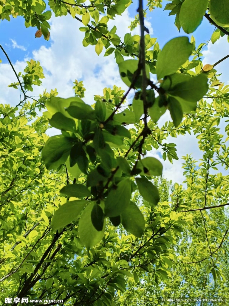 一枝碧绿冠群芳