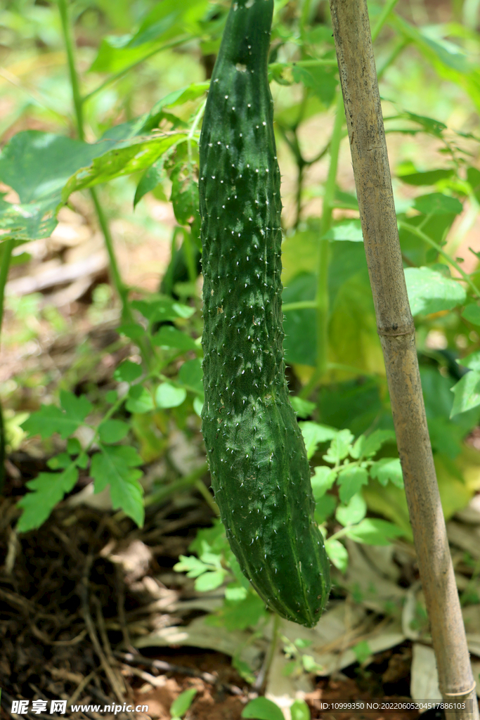 黄瓜种植