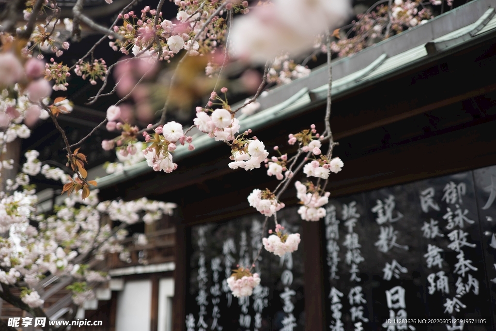 日本街角樱花摄影