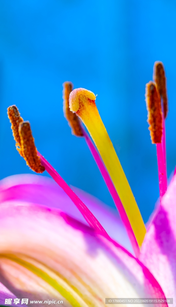 花蕊