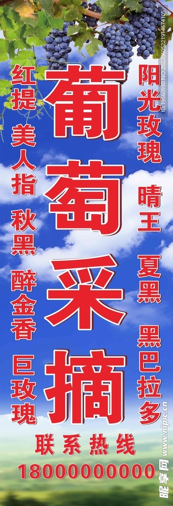 葡萄采摘道旗