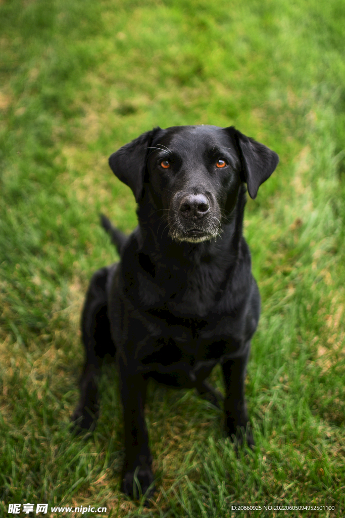 拉布拉多犬图片