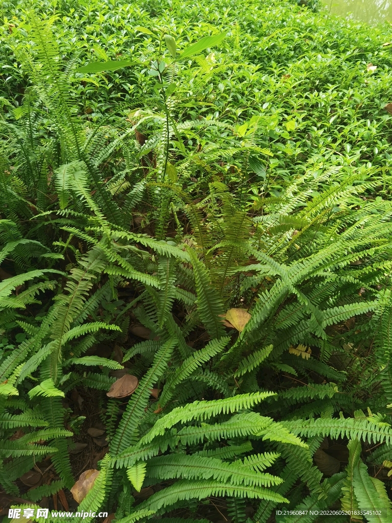肾蕨