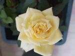 月季 花 
