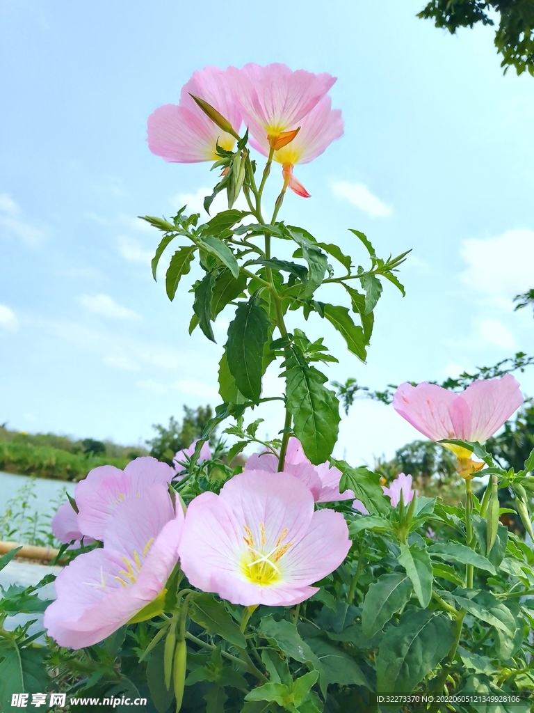 月见 花草