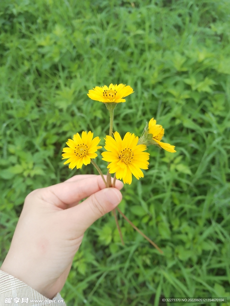 春天 花