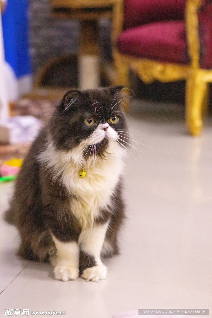 波斯猫