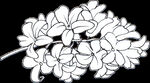 黑白手绘花