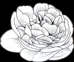 黑白手绘花