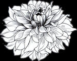 黑白手绘花
