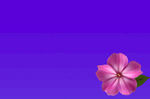 天蓝紫花