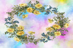 黄花蓝花