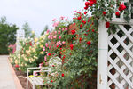 玫瑰墙庭院