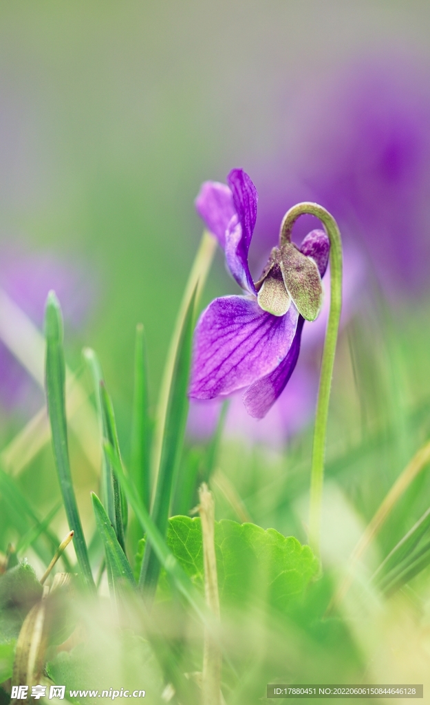 紫花地丁