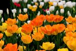 郁金香花田