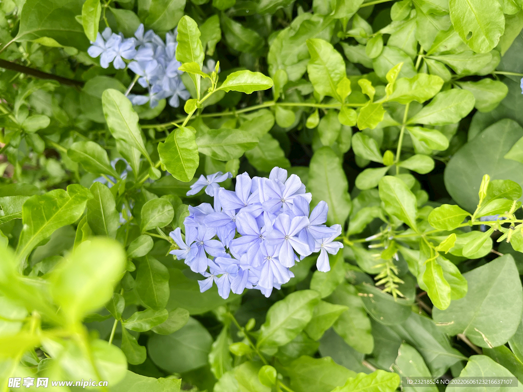 蓝雪花