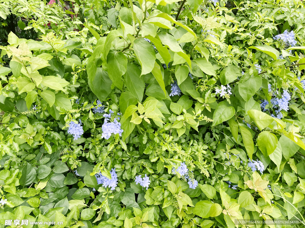 蓝雪花