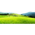 草地免扣