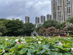 荷花风景