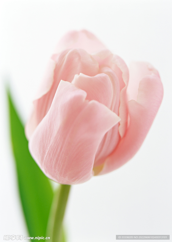 花卉