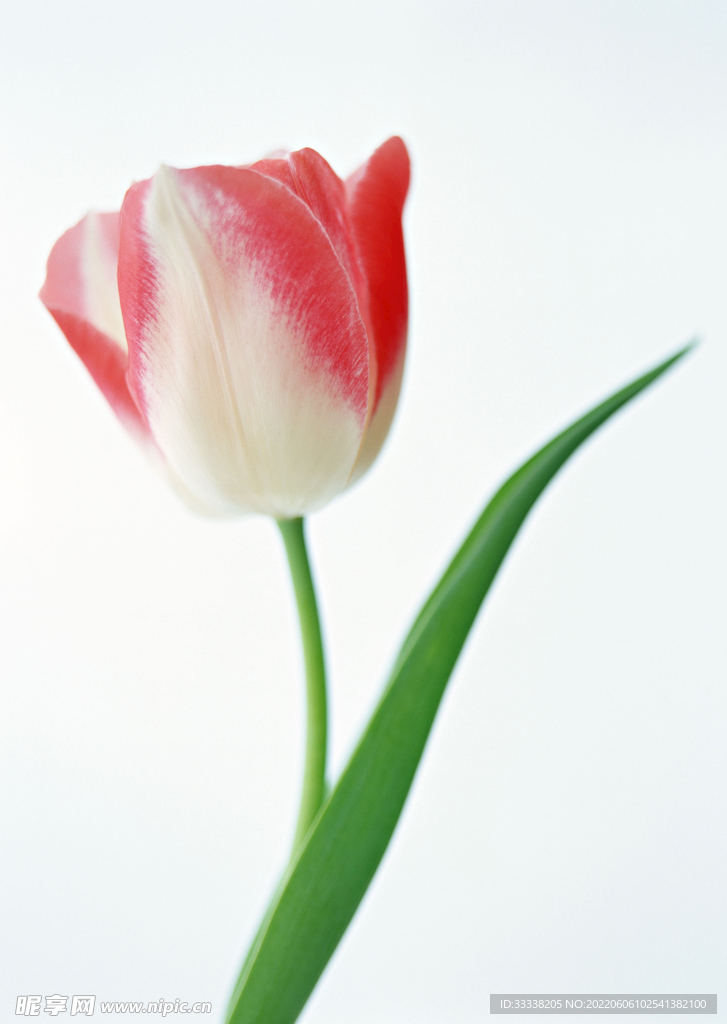 花卉