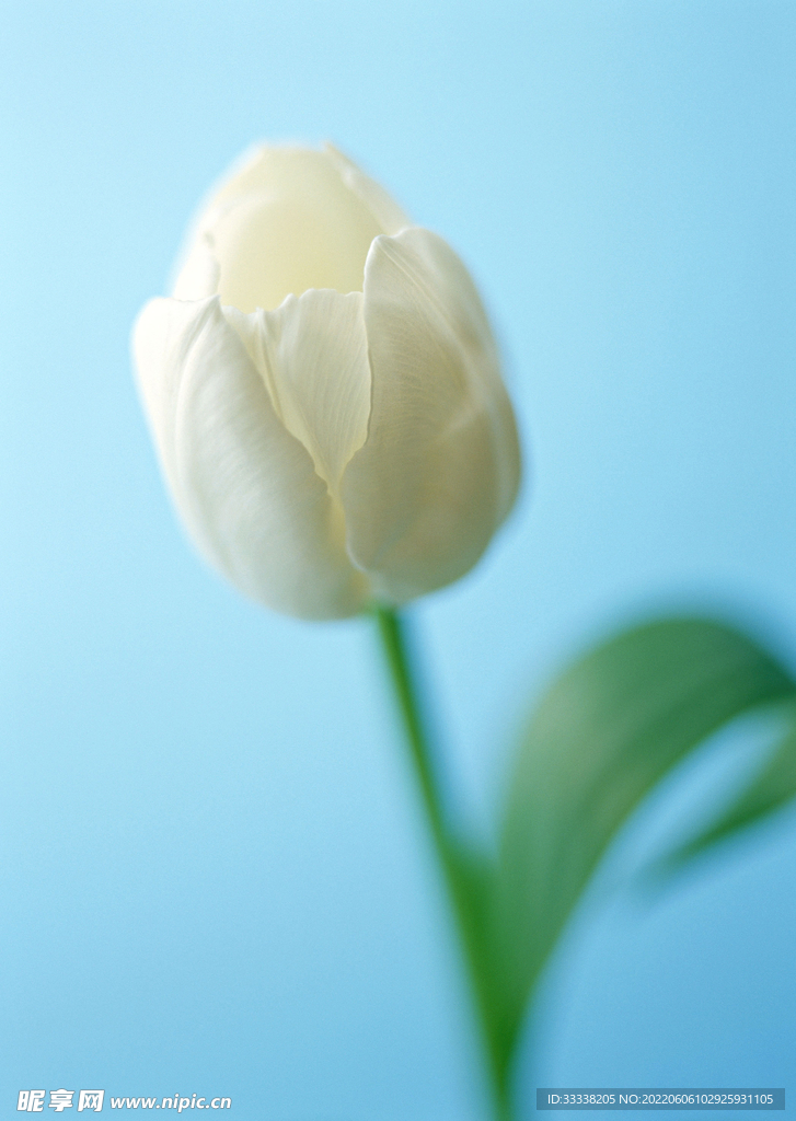 花卉