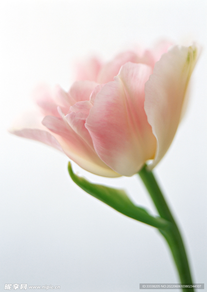 花卉