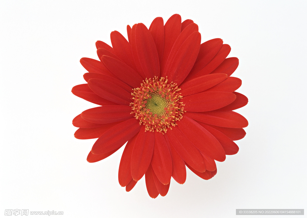 花卉
