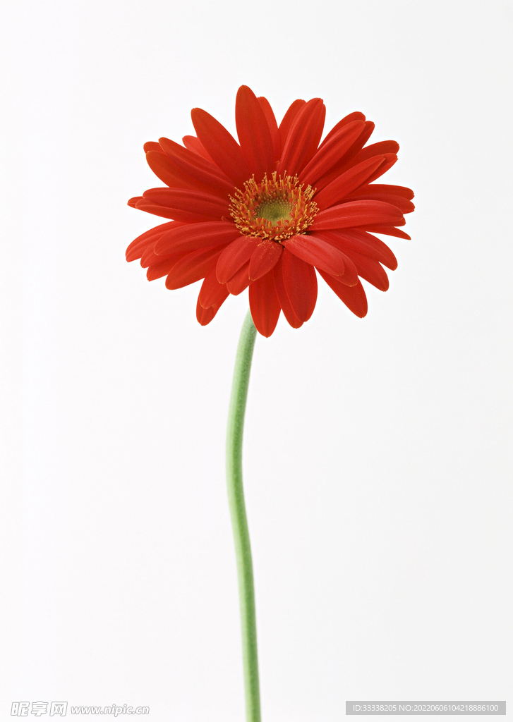 花卉
