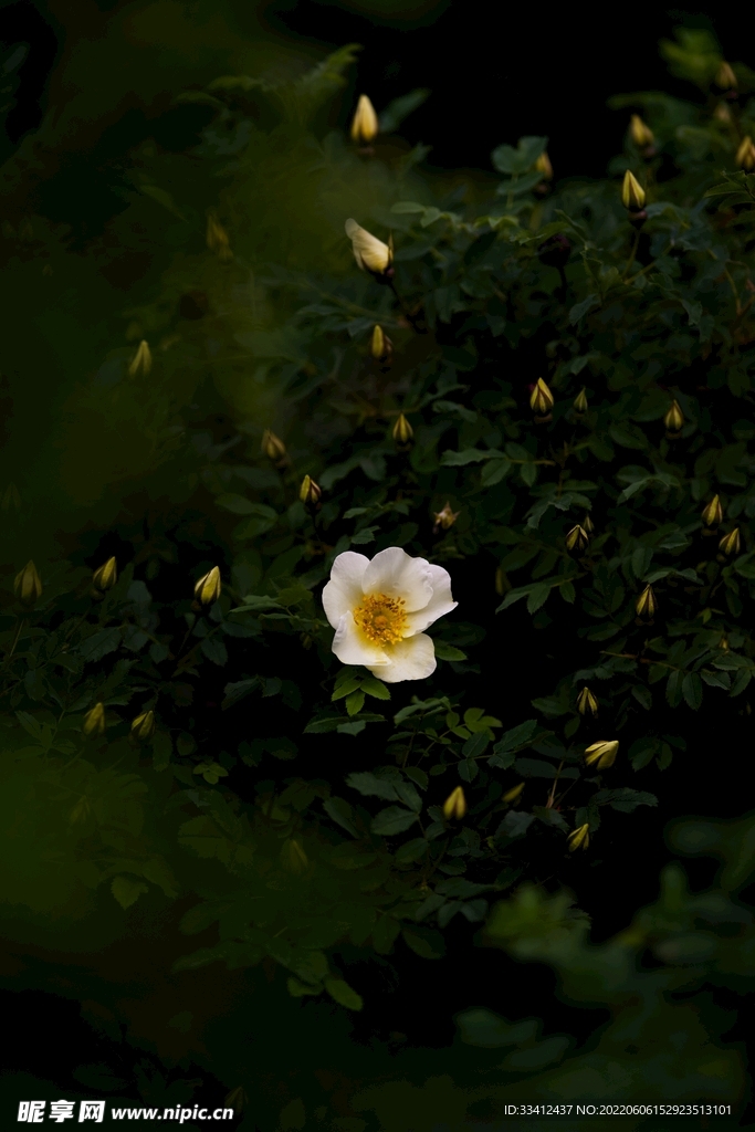 花