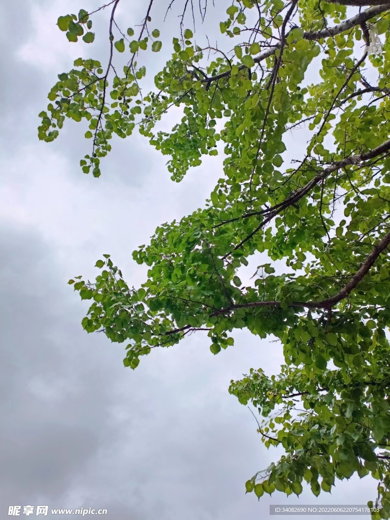 乌云夭娇天欲雨