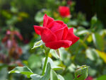 月季花
