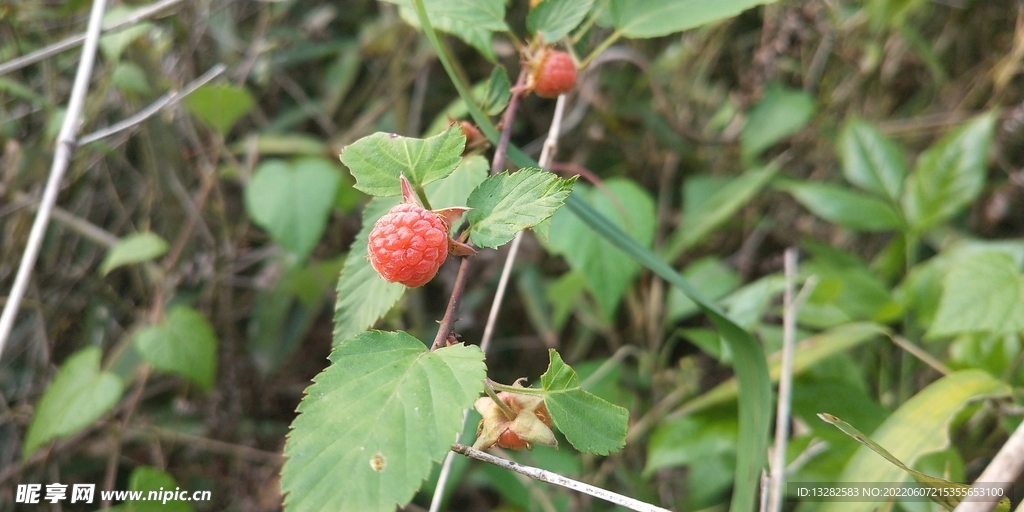 野外树莓图片