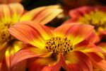 杂色菊