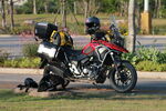 草地上的铃木摩托车Suzuki