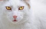 白色猫咪