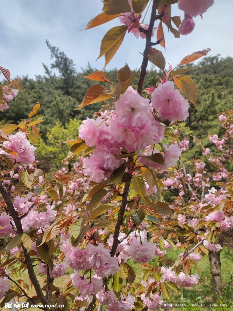 日本晚樱-大连金龙寺森林公园