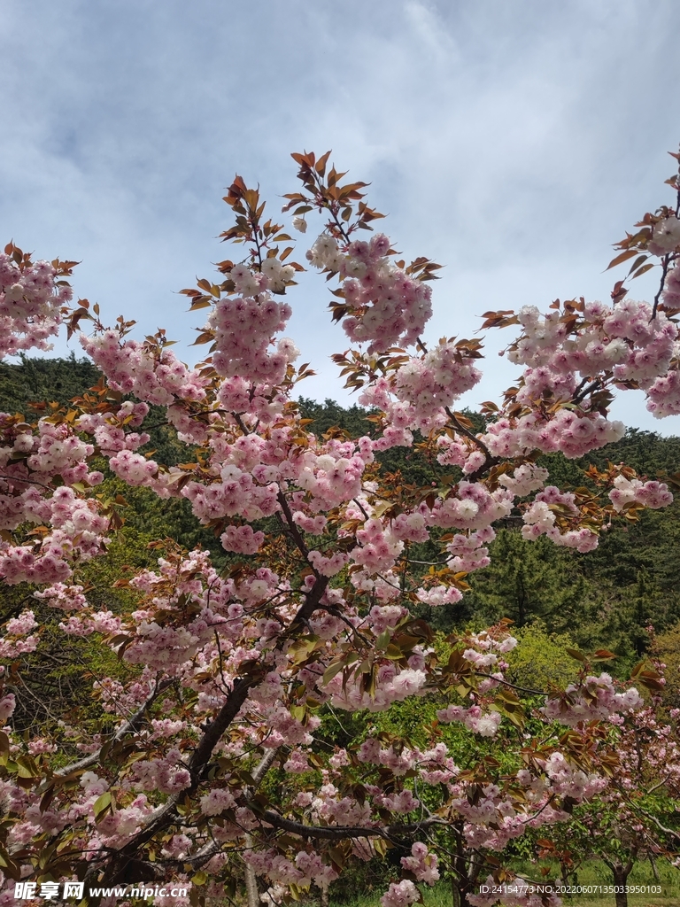 日本晚樱-大连金龙寺