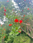 石榴花