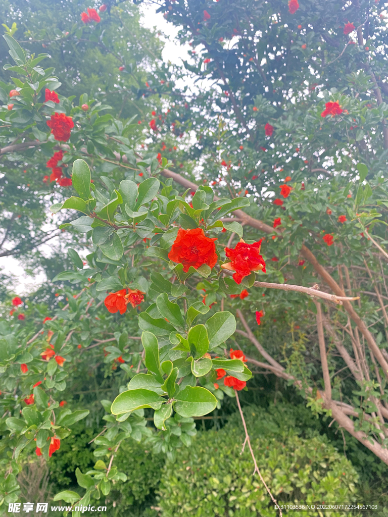 石榴花
