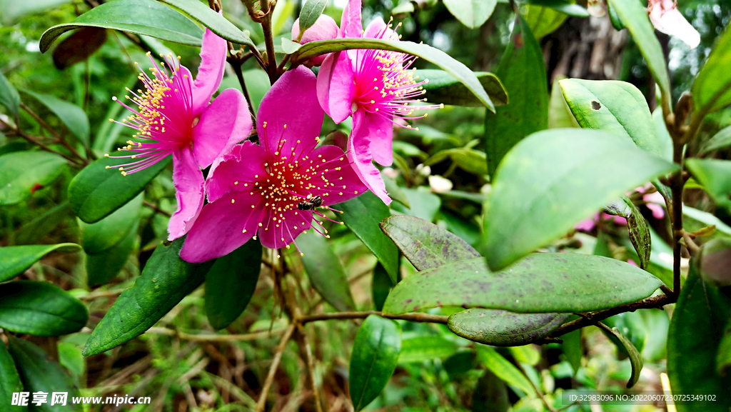 棯子花