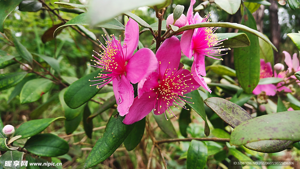 棯子花