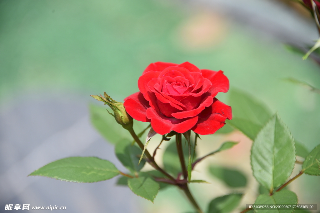 月季花