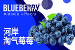 夏季饮品海报  蓝莓