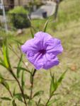 蓝花草