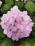 紫花