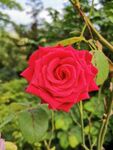 玫瑰花