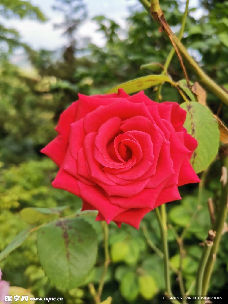 玫瑰花