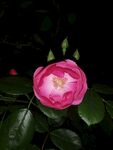 月季花