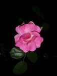 夜里的花朵